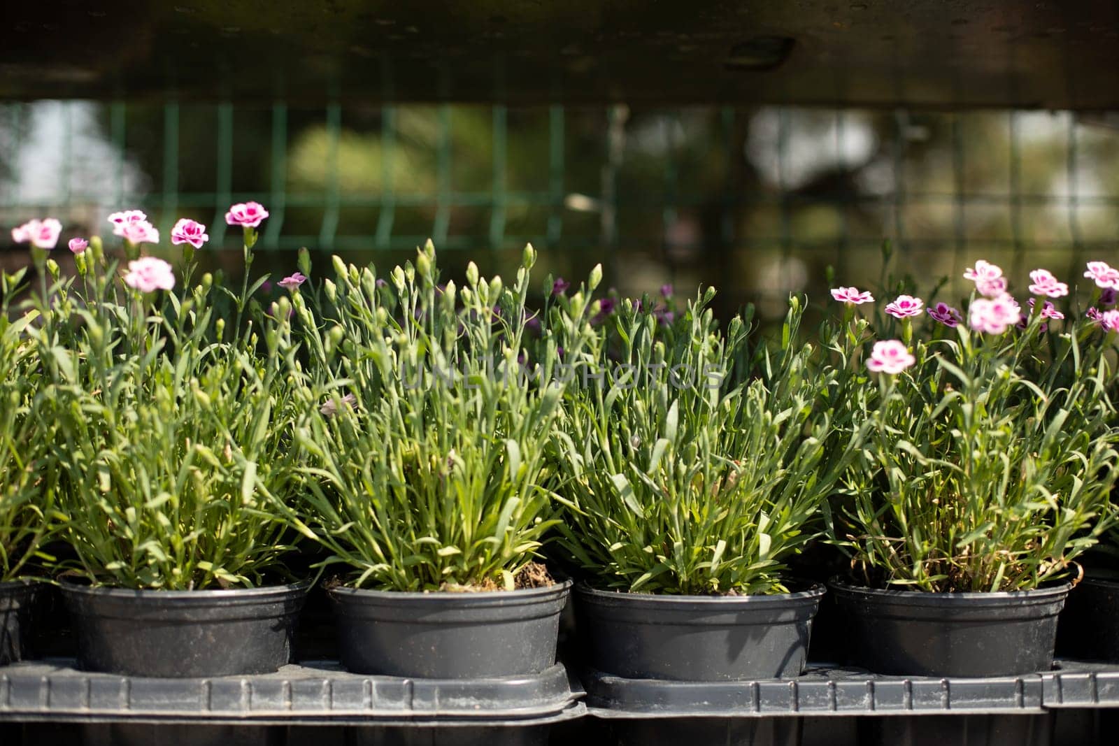 Potted flowers at garden market. Garden market in city. Plants in summer. Seedlings for flower beds.