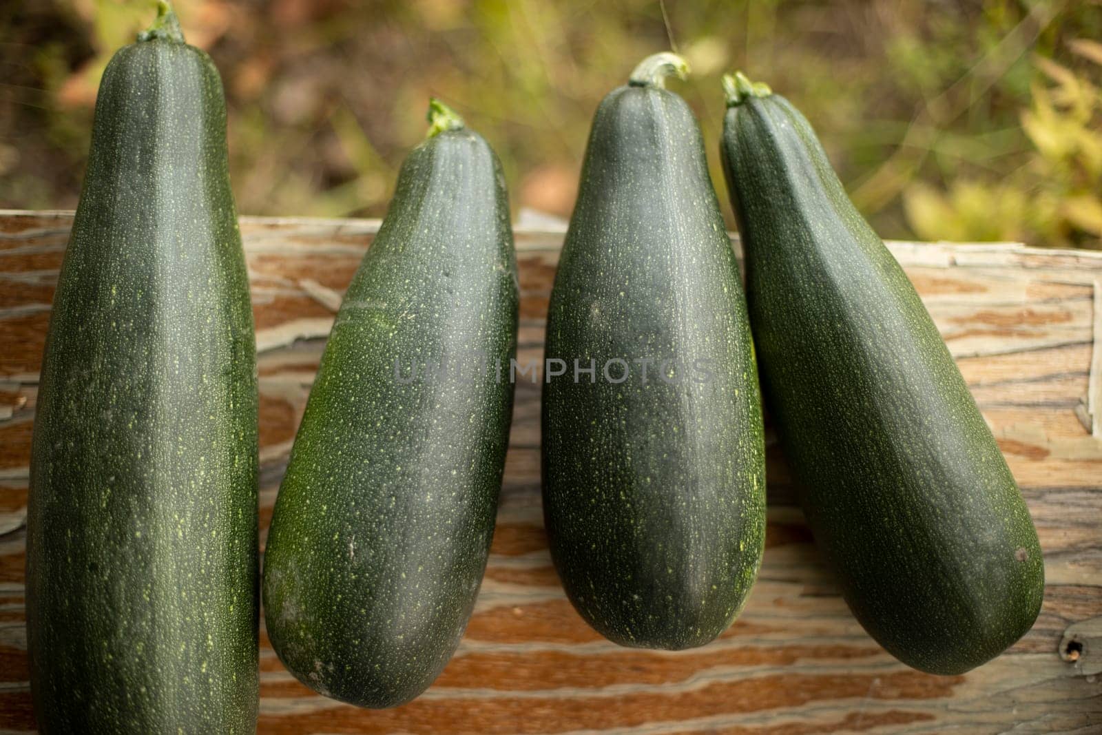 Zucchini green. Harvest in garden. Zucchini ripe. Natural food. Gifts of nature.