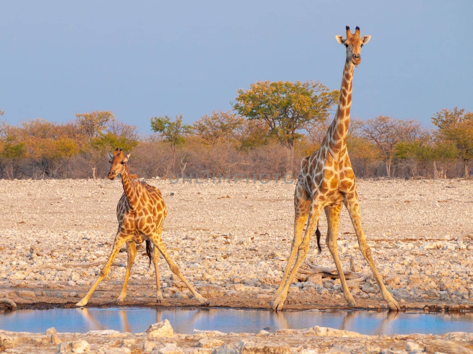 Giraffes drinking water at a waterhole at sunset in the Etosha National Park in Namibia in Africa.