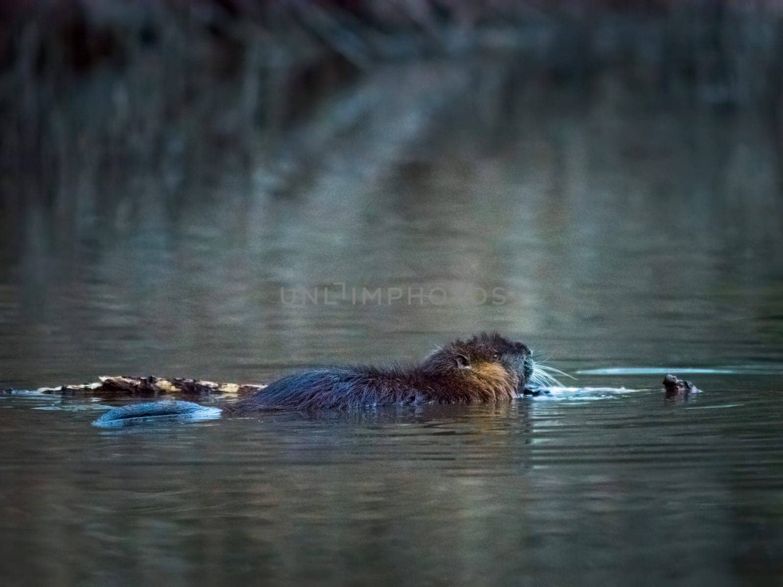 Nutria (Myocastor coypus) semi-aquatic, herbivorous rodent, the animal eats green grass leaves in the water at the lake shore.
