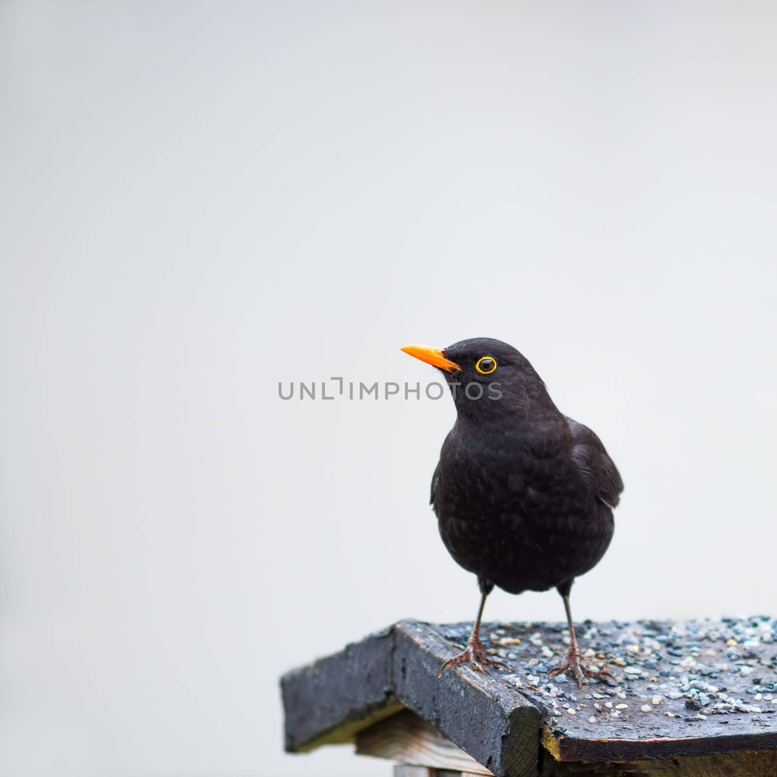 A black male blackbird ( Turdus merula ) sits on a bird feeder in nature