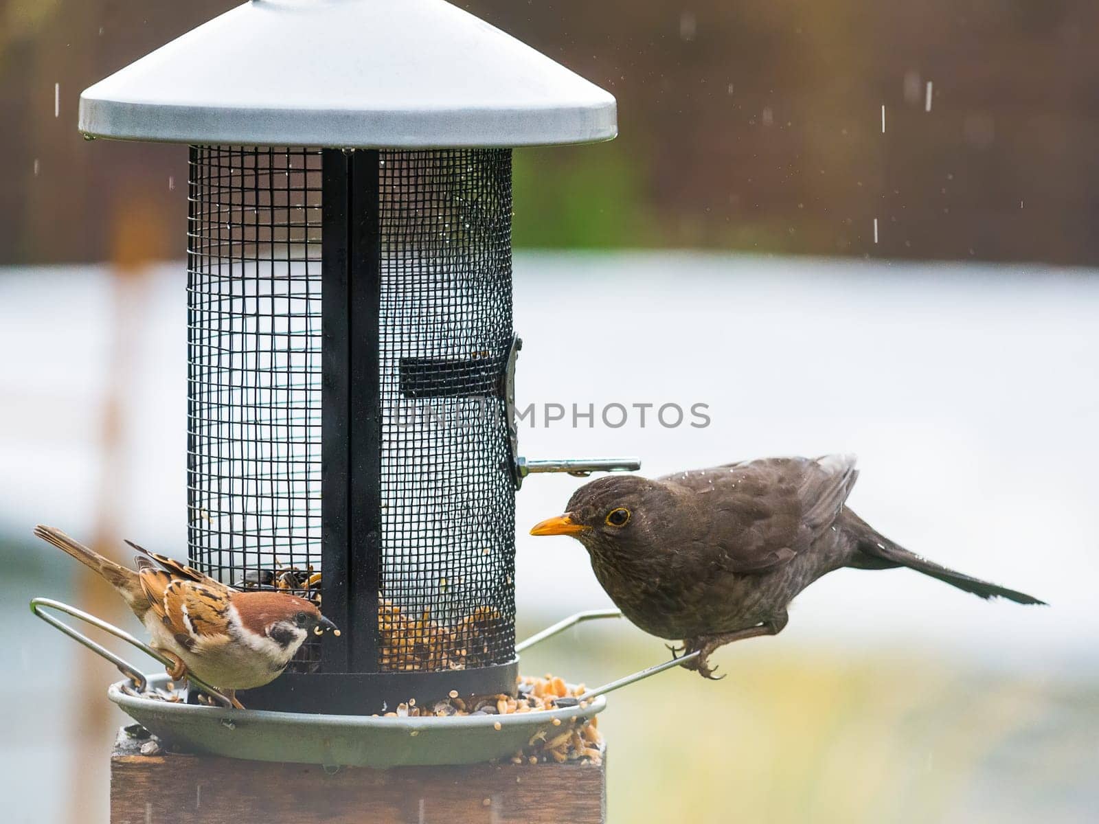 Blackbird and Sparrow at the Bird Feeder