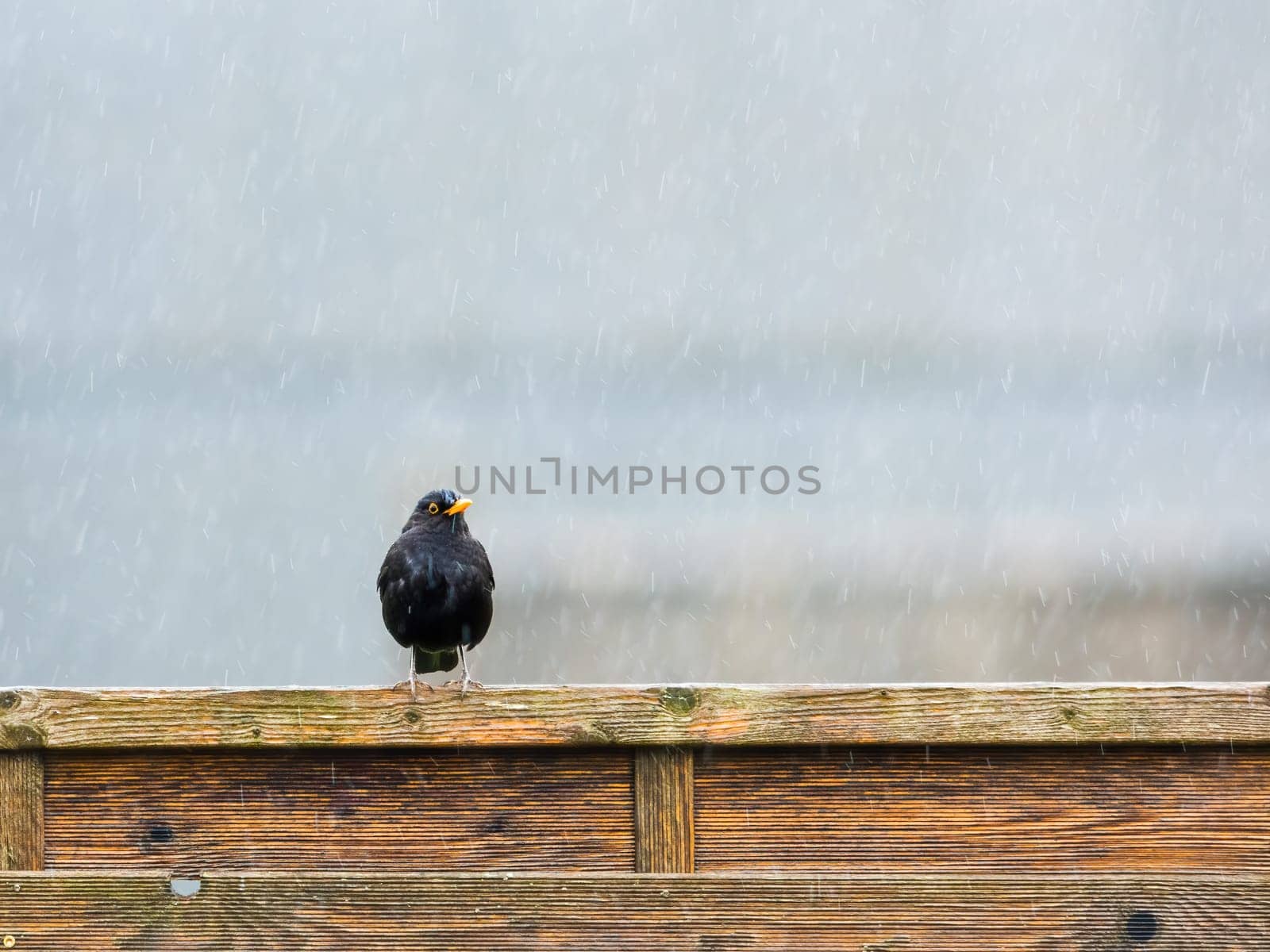 a blackbird on a wooden fence in the rain