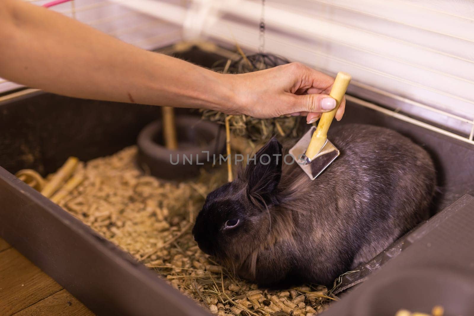 Black little rabbit is shedding. Girl combs his fur with special comb. Care of pets