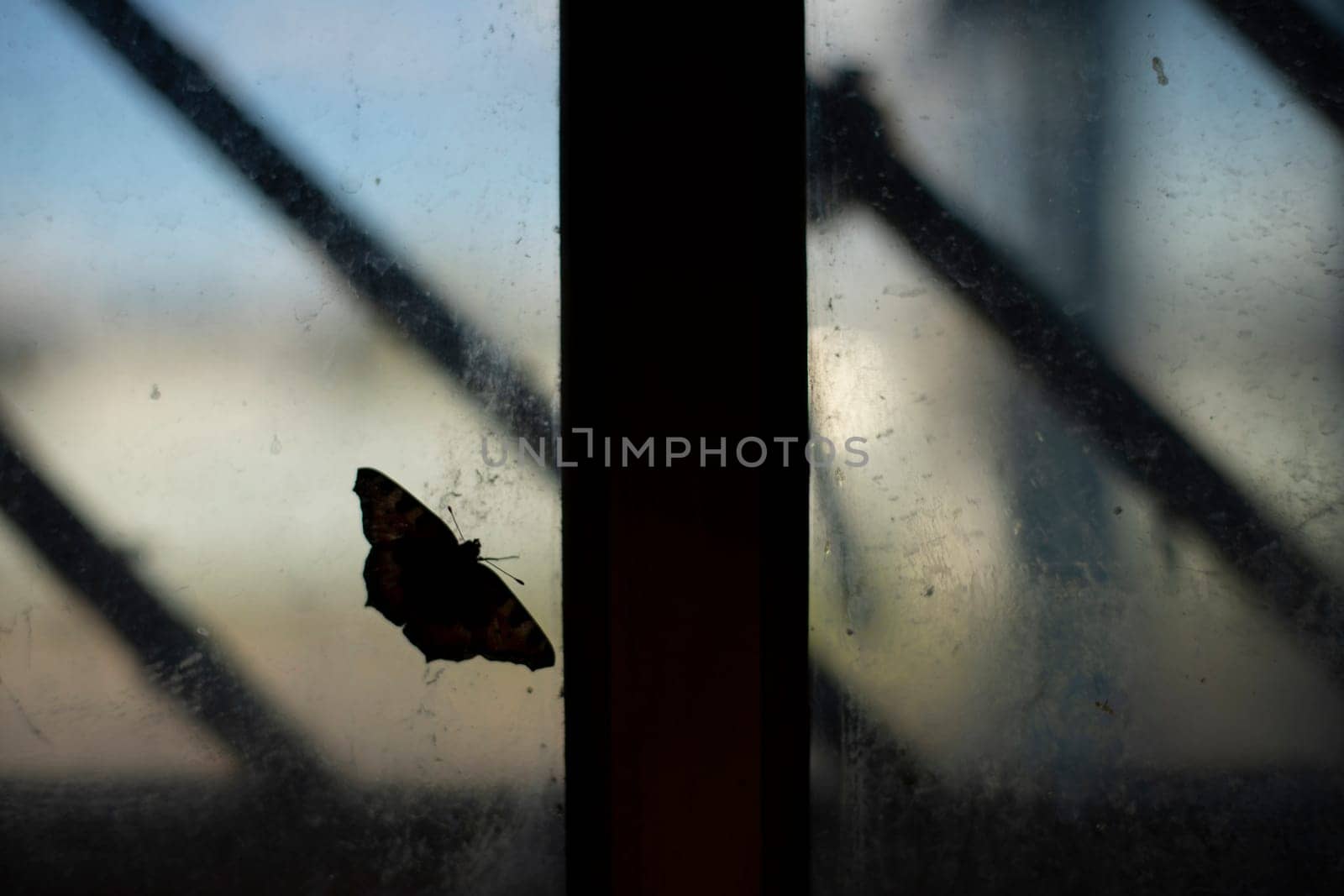Butterfly on glass. Silhouette of butterfly on window. Details of old interior. Dark shot.