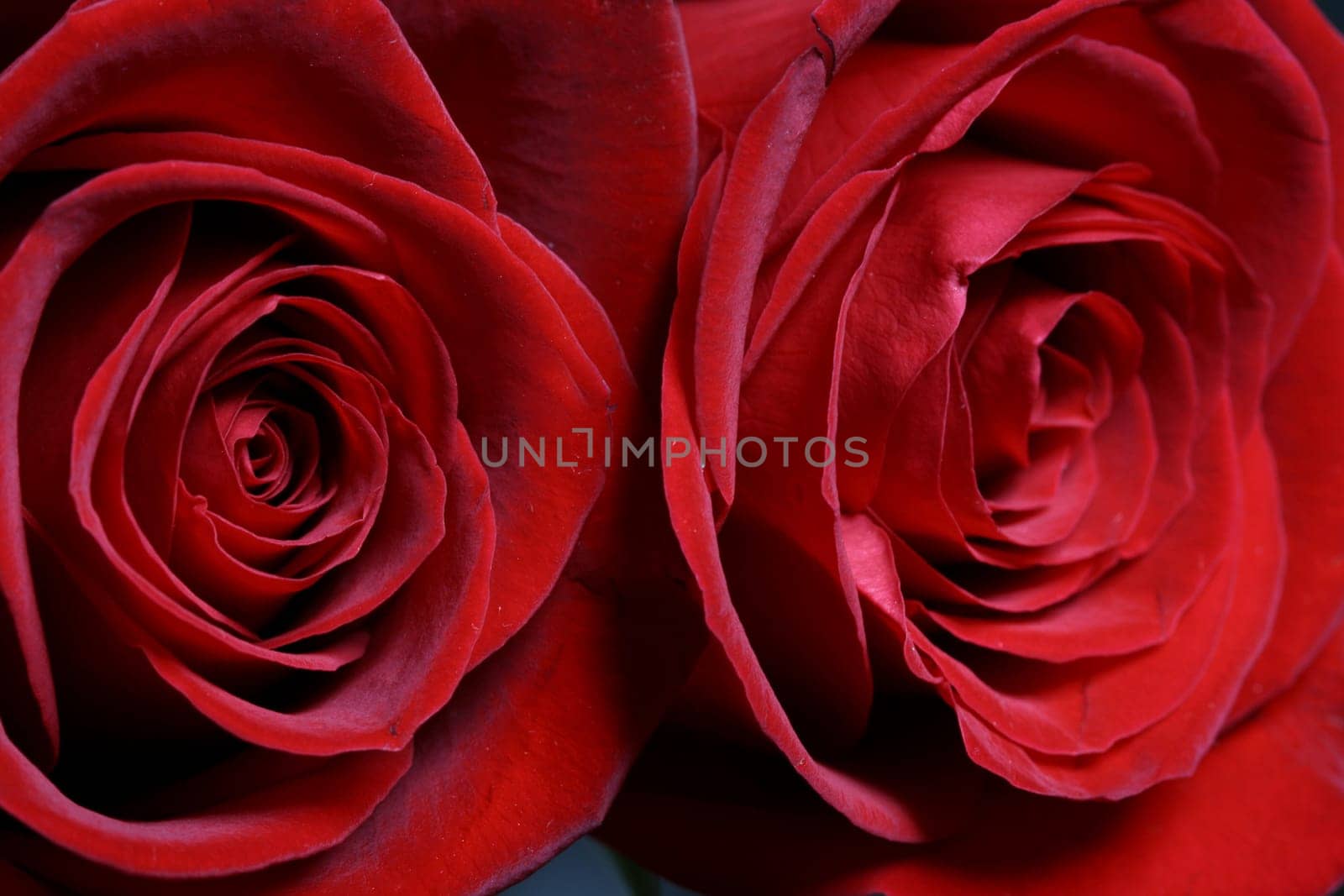 Very beautiful passion red roses