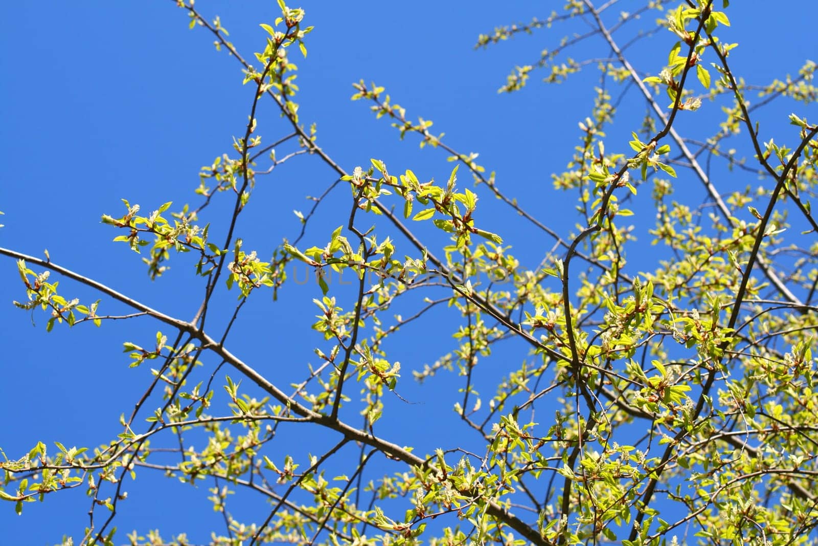 green leaf foliage nature beautiful background