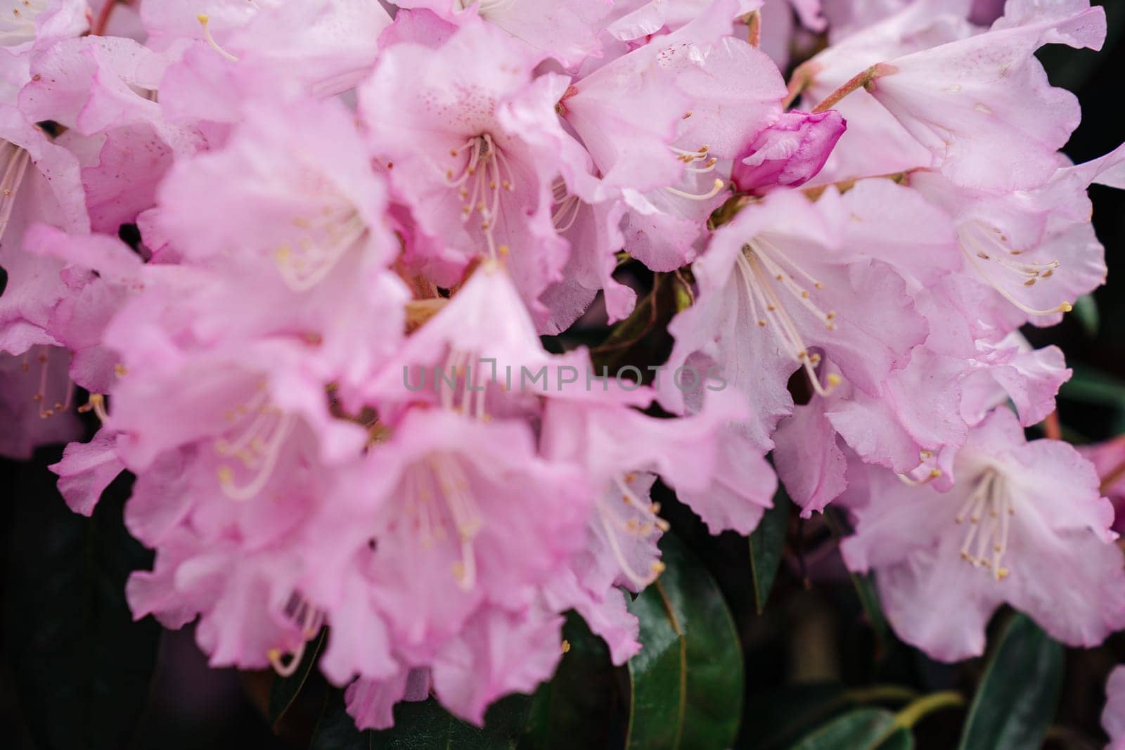 Clothe-up of flowers Rhododendron principis is an evergreen shrub growing 2 to 6 m tall with leathery leaves and pink flowers.