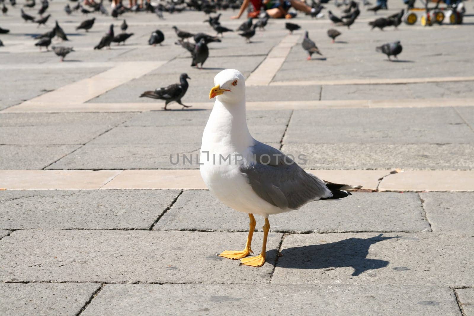 The hungry seagull on a stone roadway looks