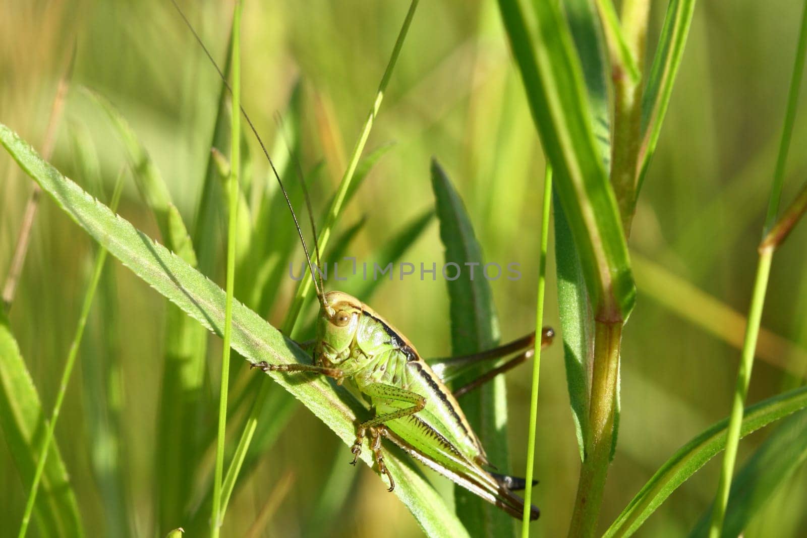 The grasshopper sits in a grass and with moustaches moves