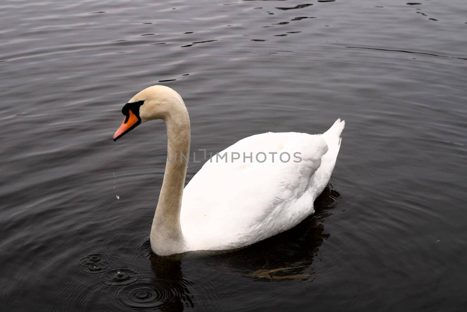 Beautiful swans float in dark water a pond