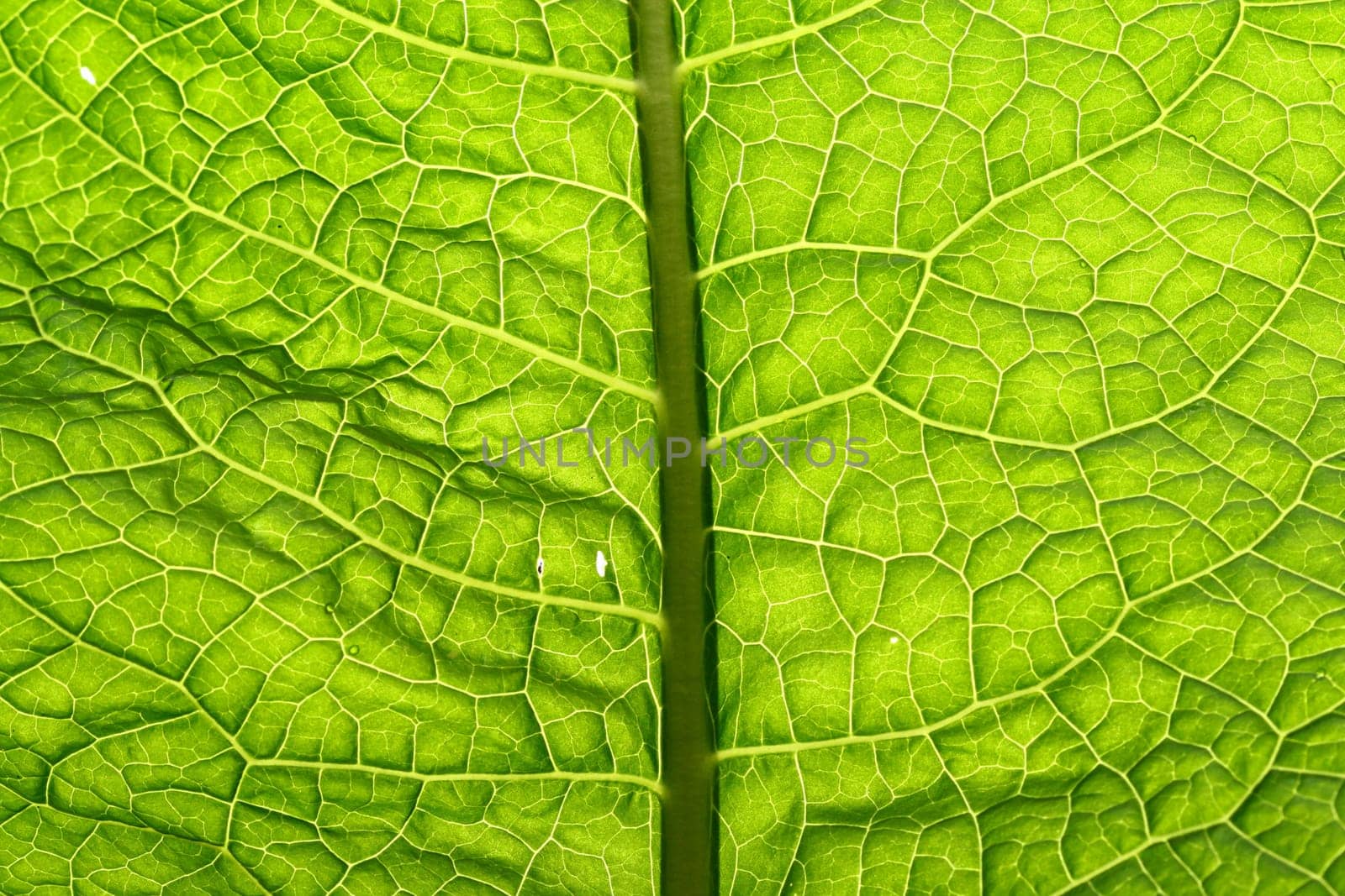 summer green leaf macro close up