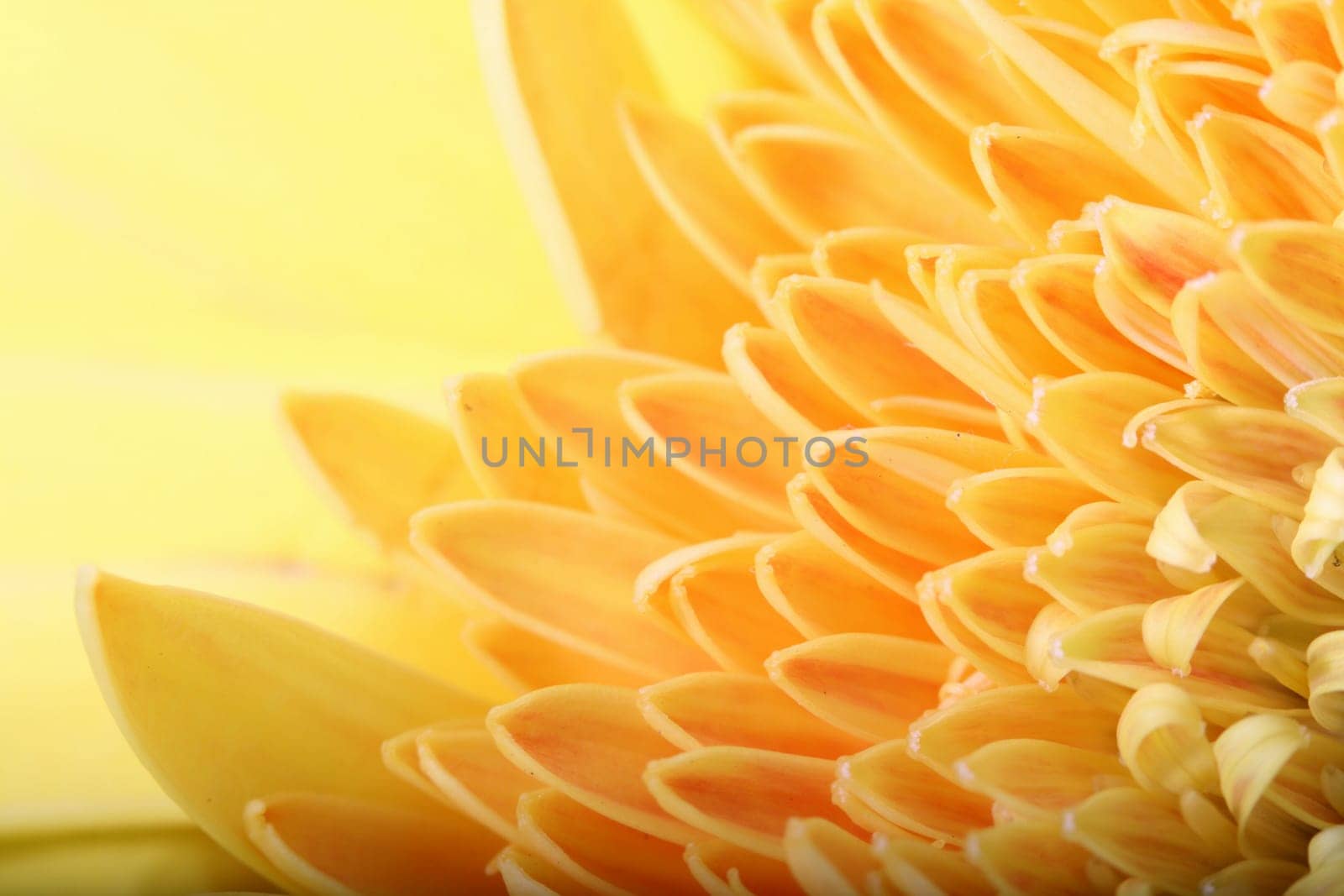 beautiful yellow spring flower close-up