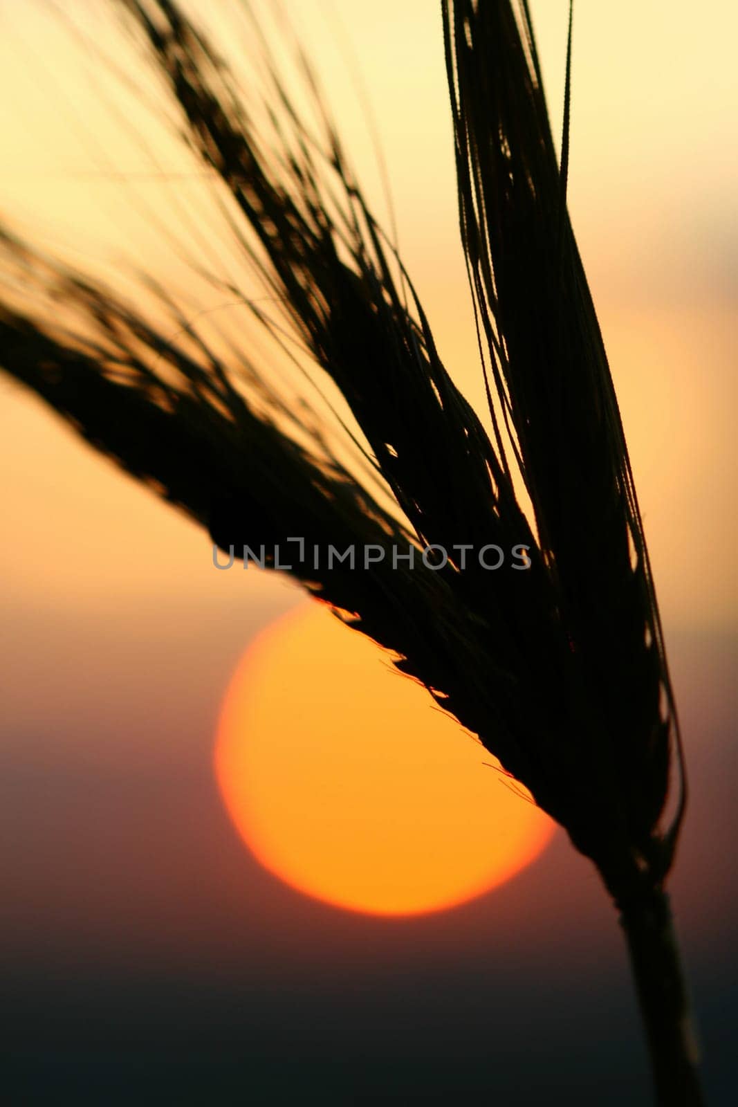 sunrise and wheat plant close up