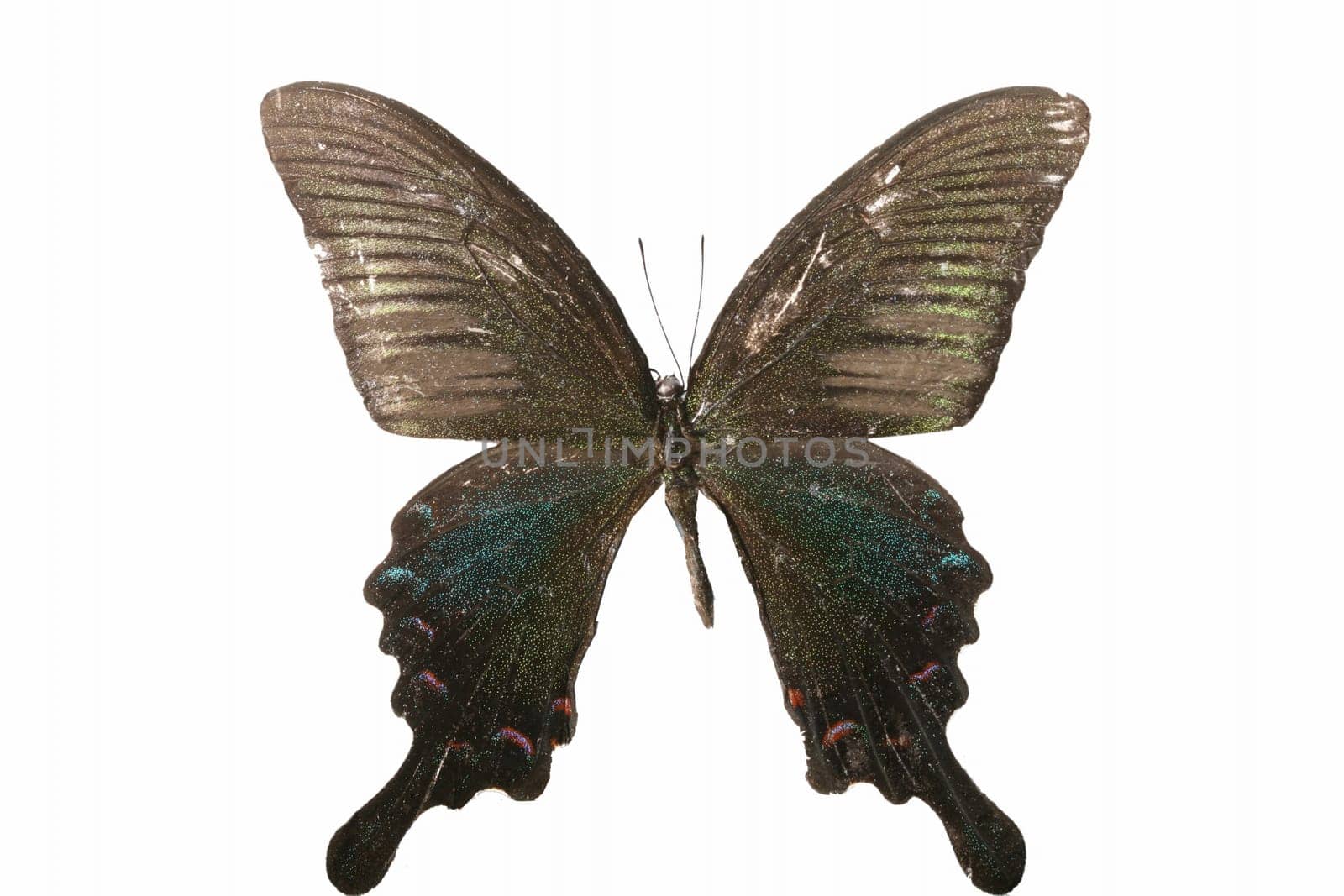 beautiful macro butterfly fly insect