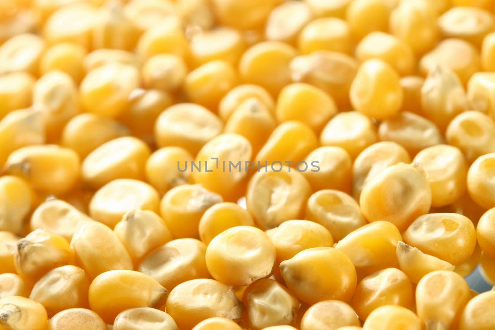 corn seeds nature food background