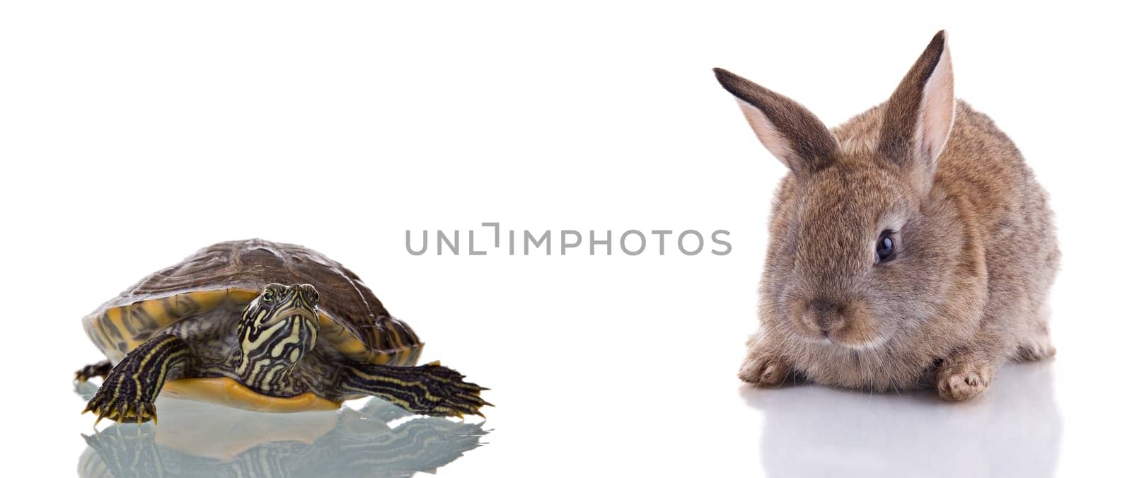 Cute Bunny and Turtle, isolated on white background. Concept: Competition