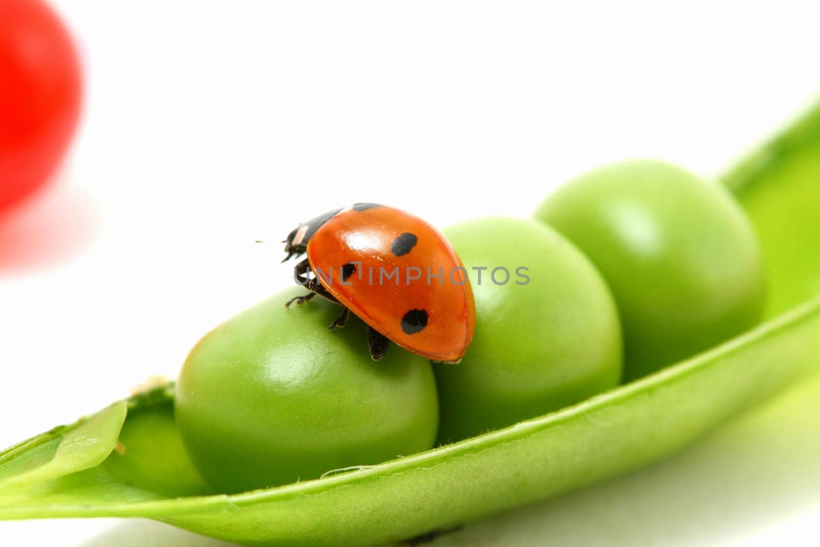 ladybug gourmet currant and peas on white