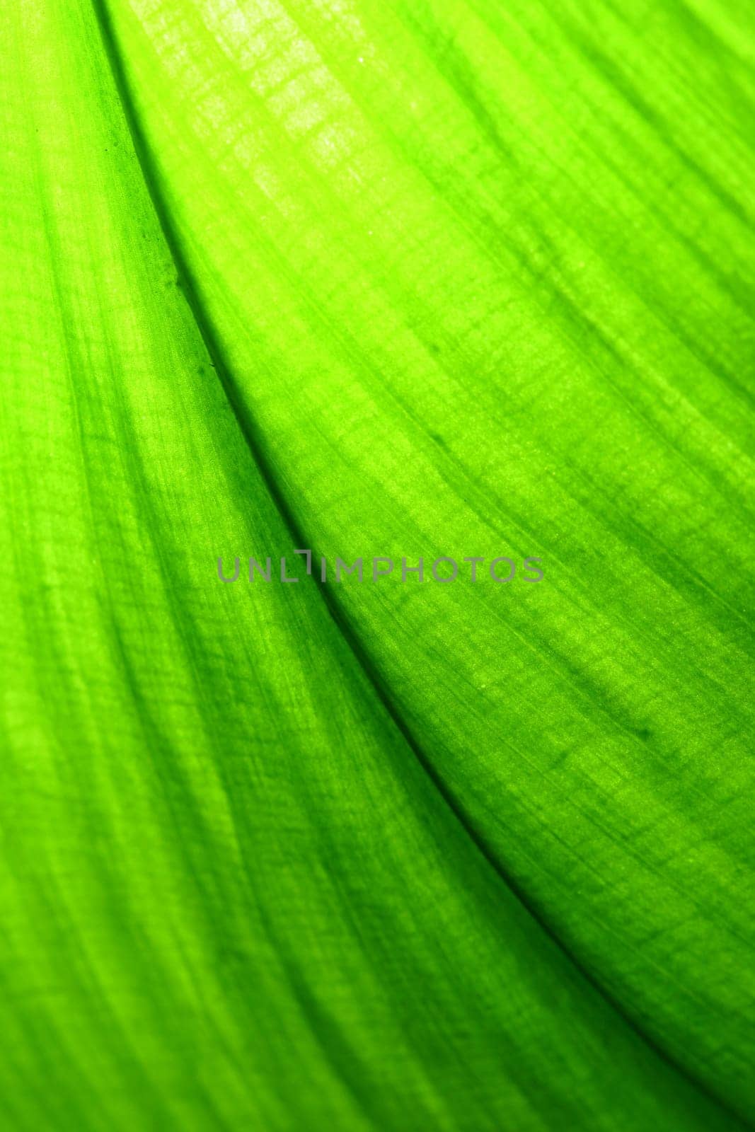 green leaf macro close up