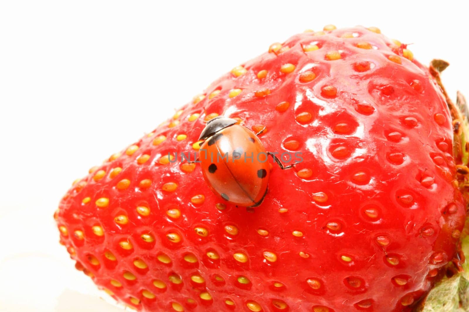 strawberry ladybug gourmet macro close up