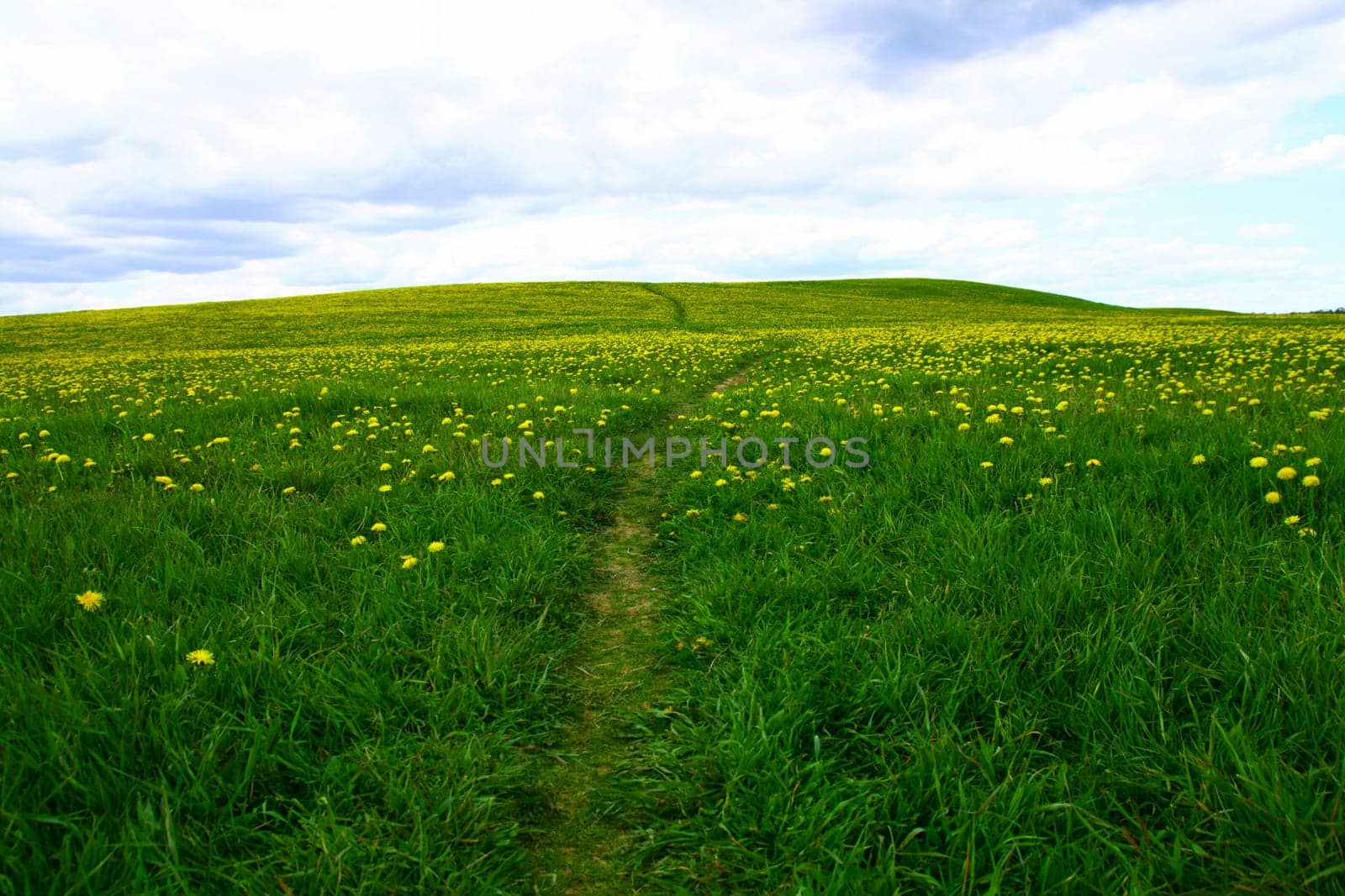 dandelion landscape under blue sky