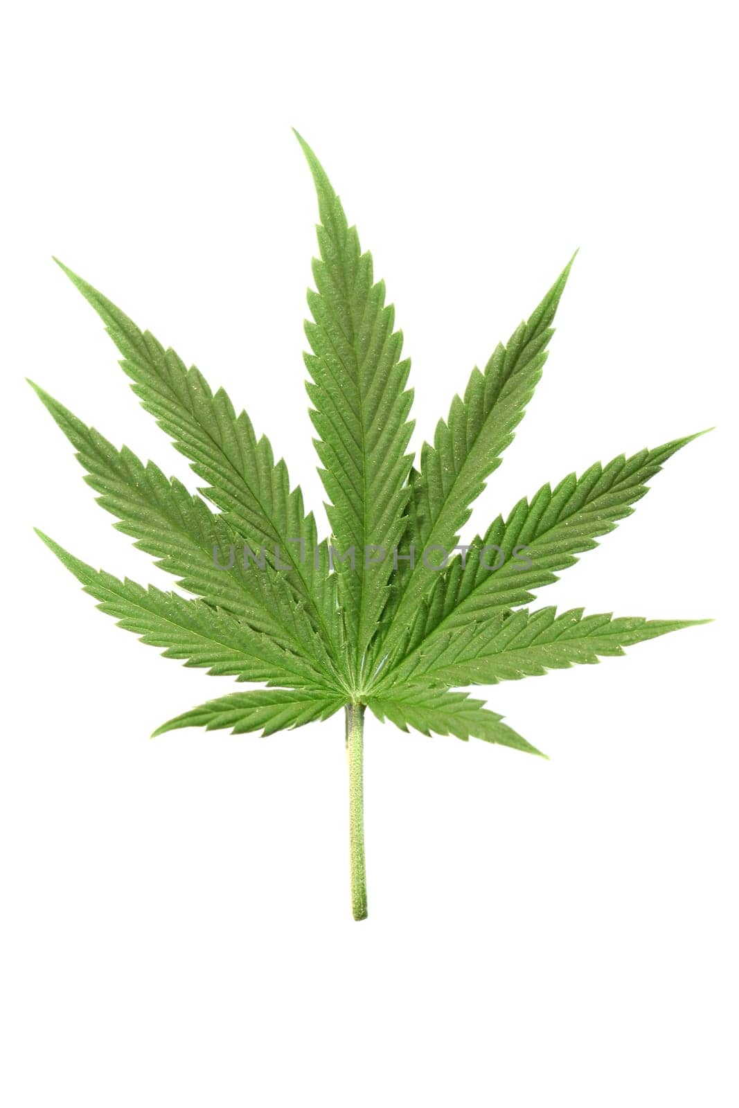 Isolated marijuana leaf on white from amsterdam