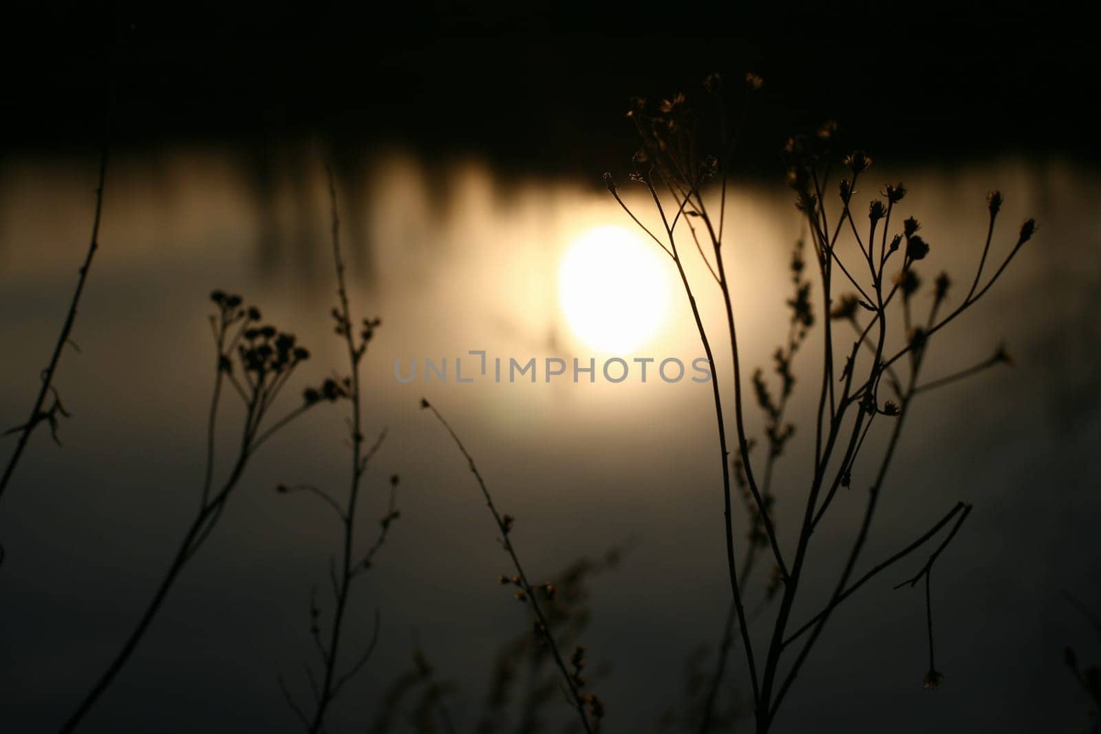 beautiful sunset with grass background