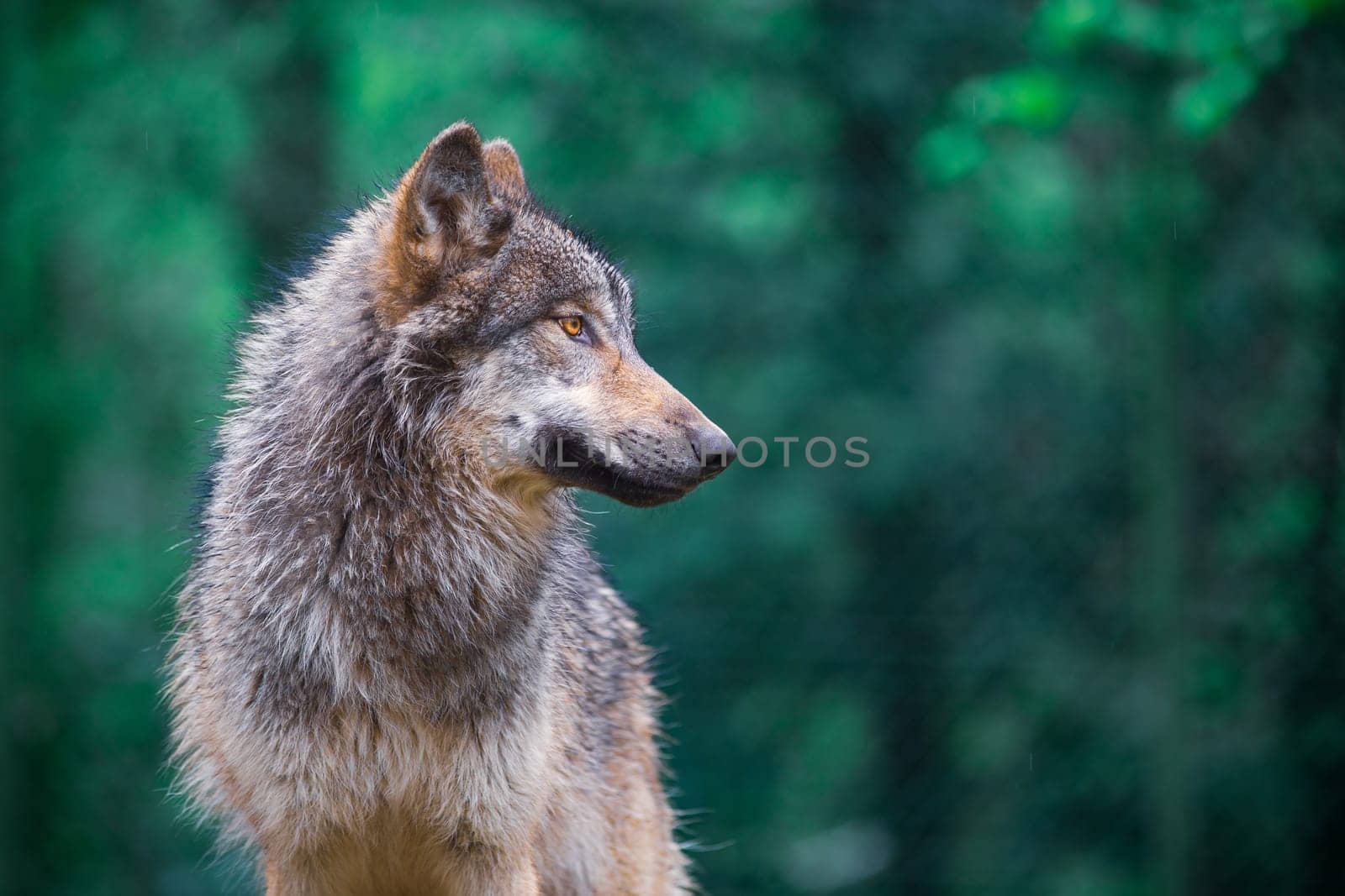 Grey wolf (Canis Lupus) also known as Timber wolf looking right in the forest