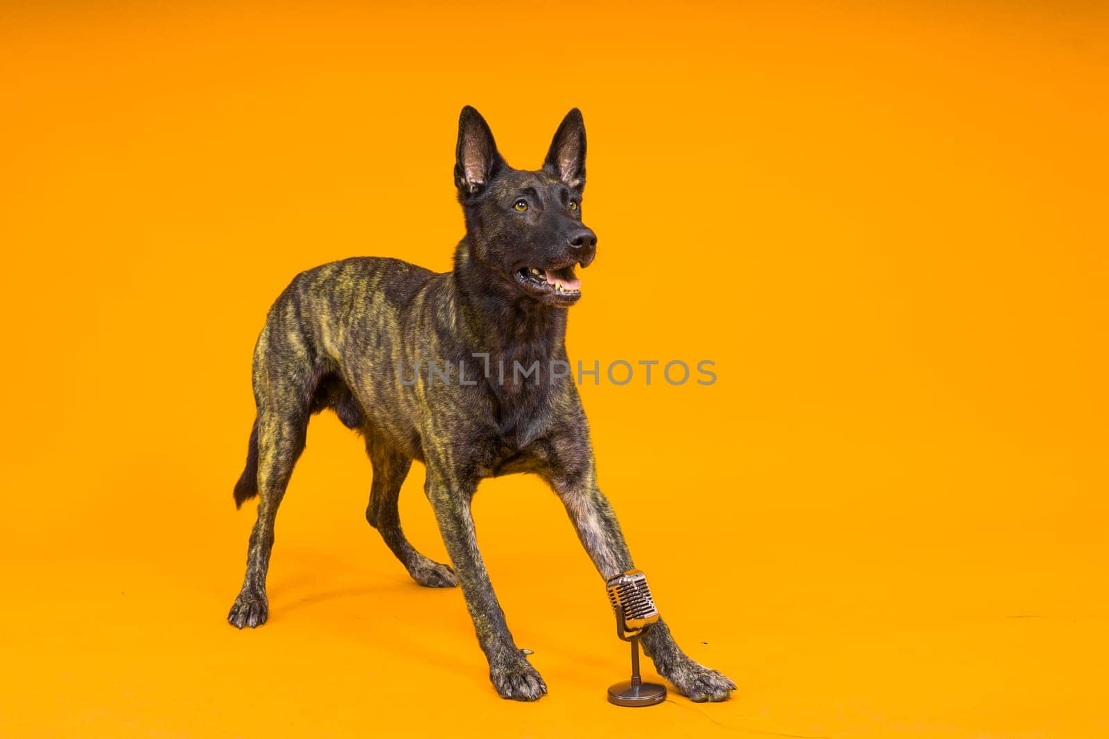 Cute singing dog Dutch shepherd in studio red yellow background