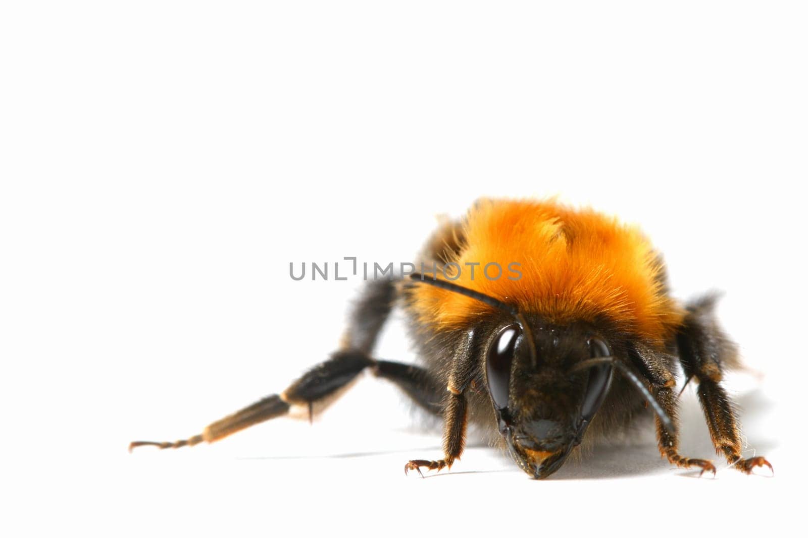 dance aerobic bumble bee isolated on white background