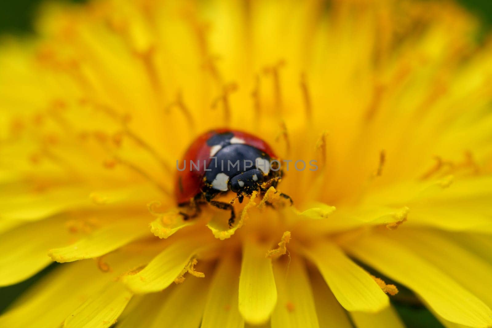 red colorful ladybug on yellow dandelion