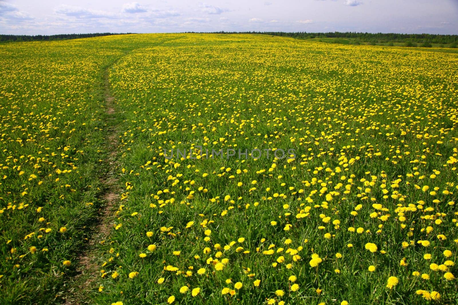 dandelion landscape under blue sky