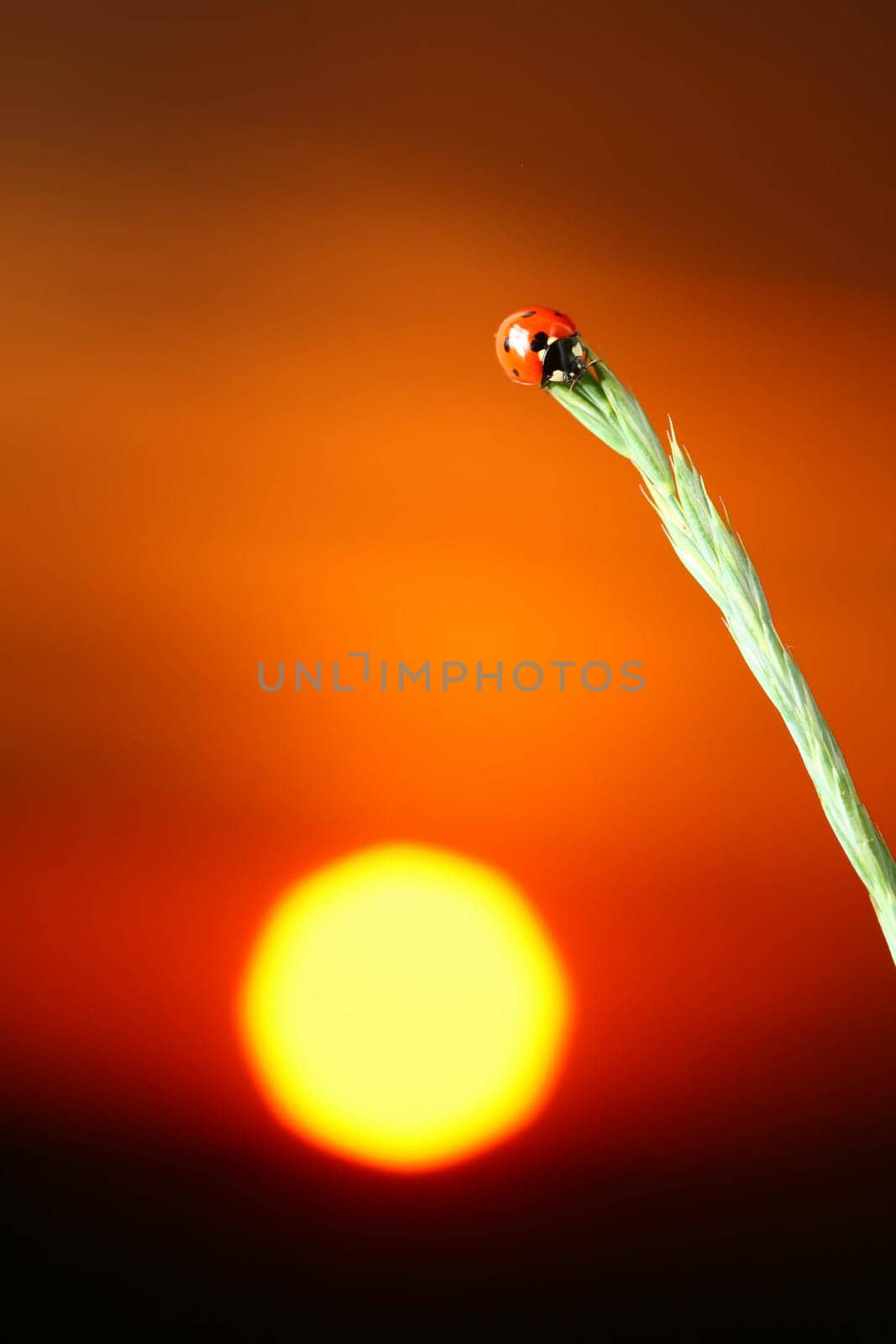 sunrise ladybug macro close up