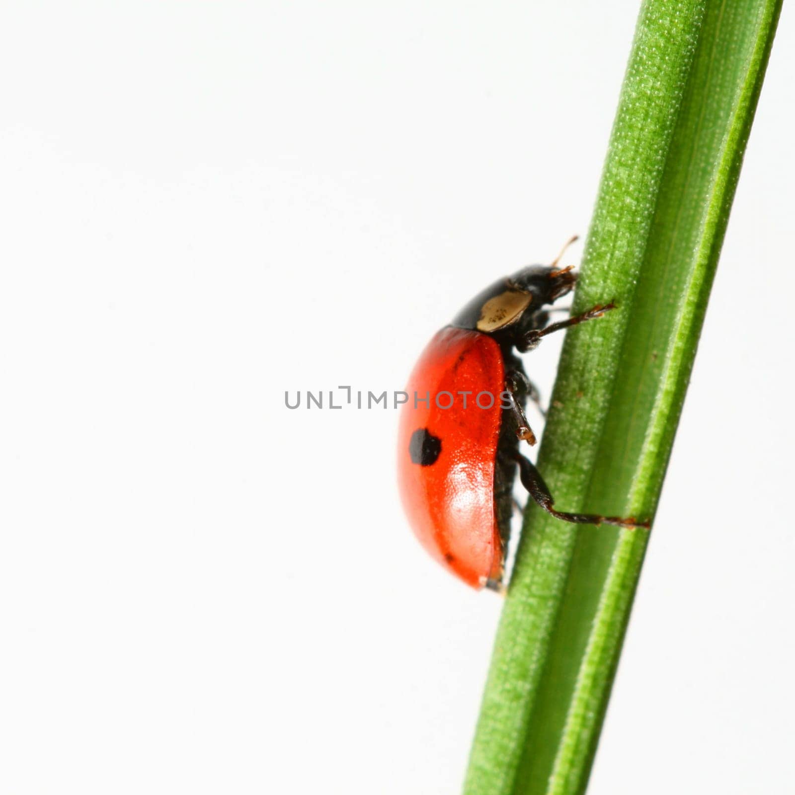 summer red  ladybug on grass