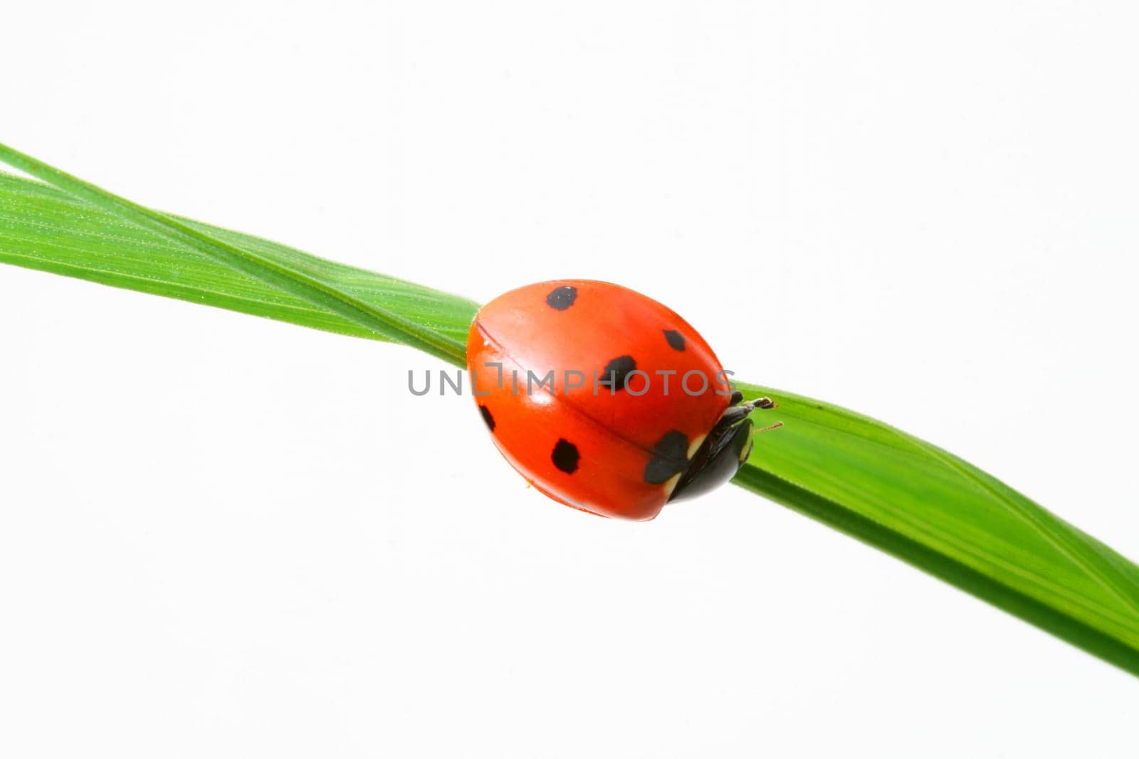 red ladybug on green grass isolated