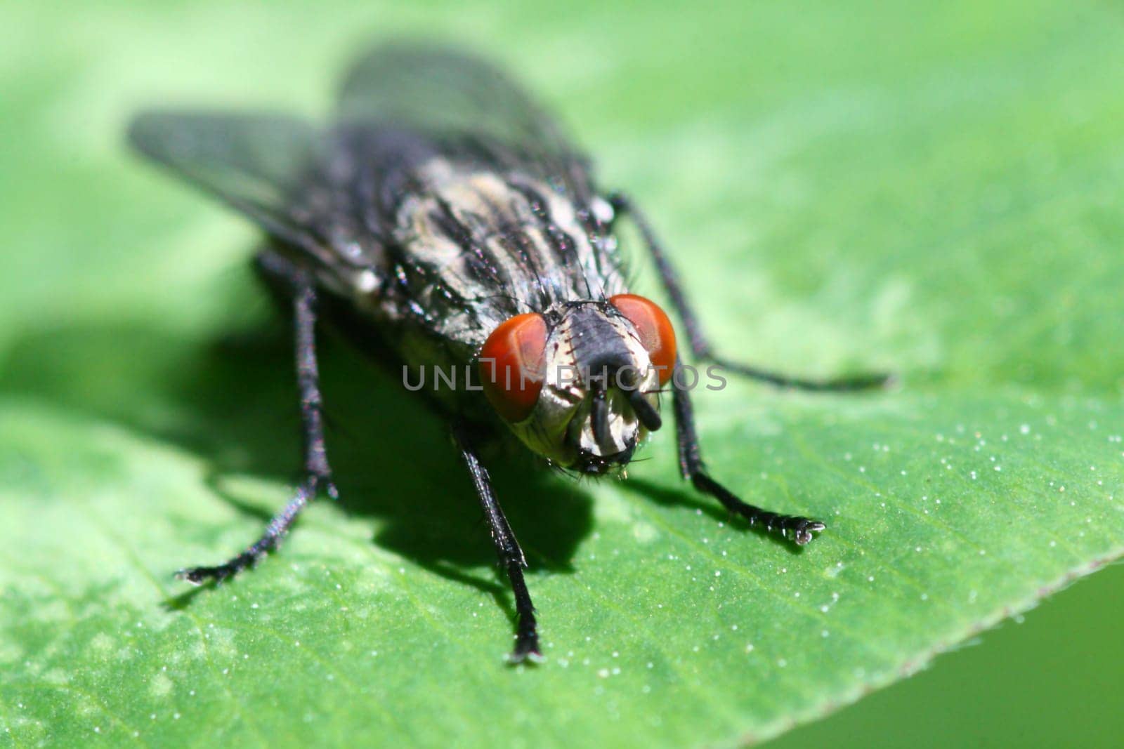 macro fly portret on green leaf