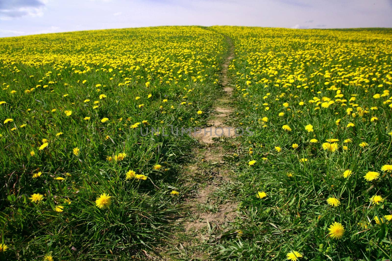 dandelion landscape under blue sky