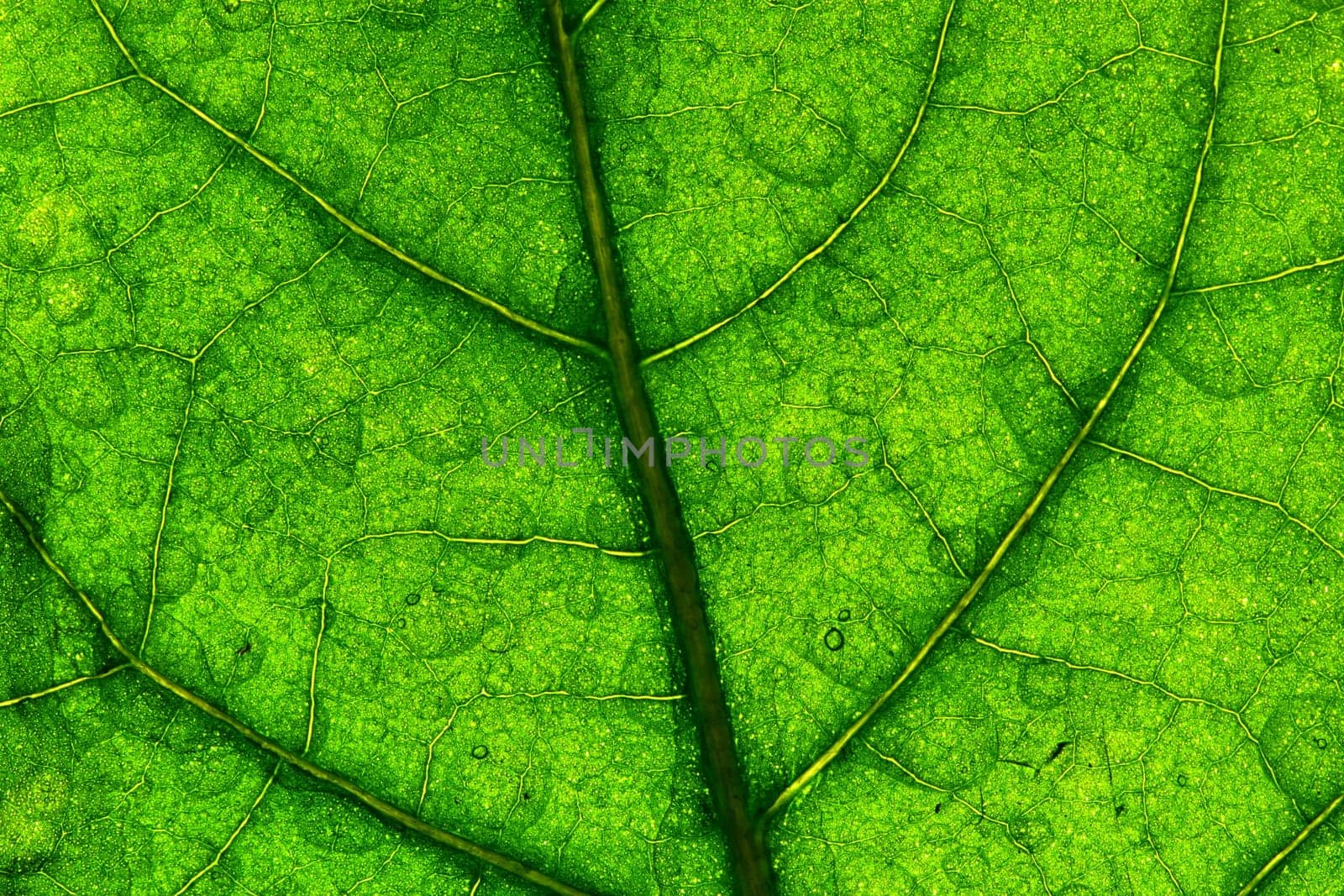 macro green leaf structure background