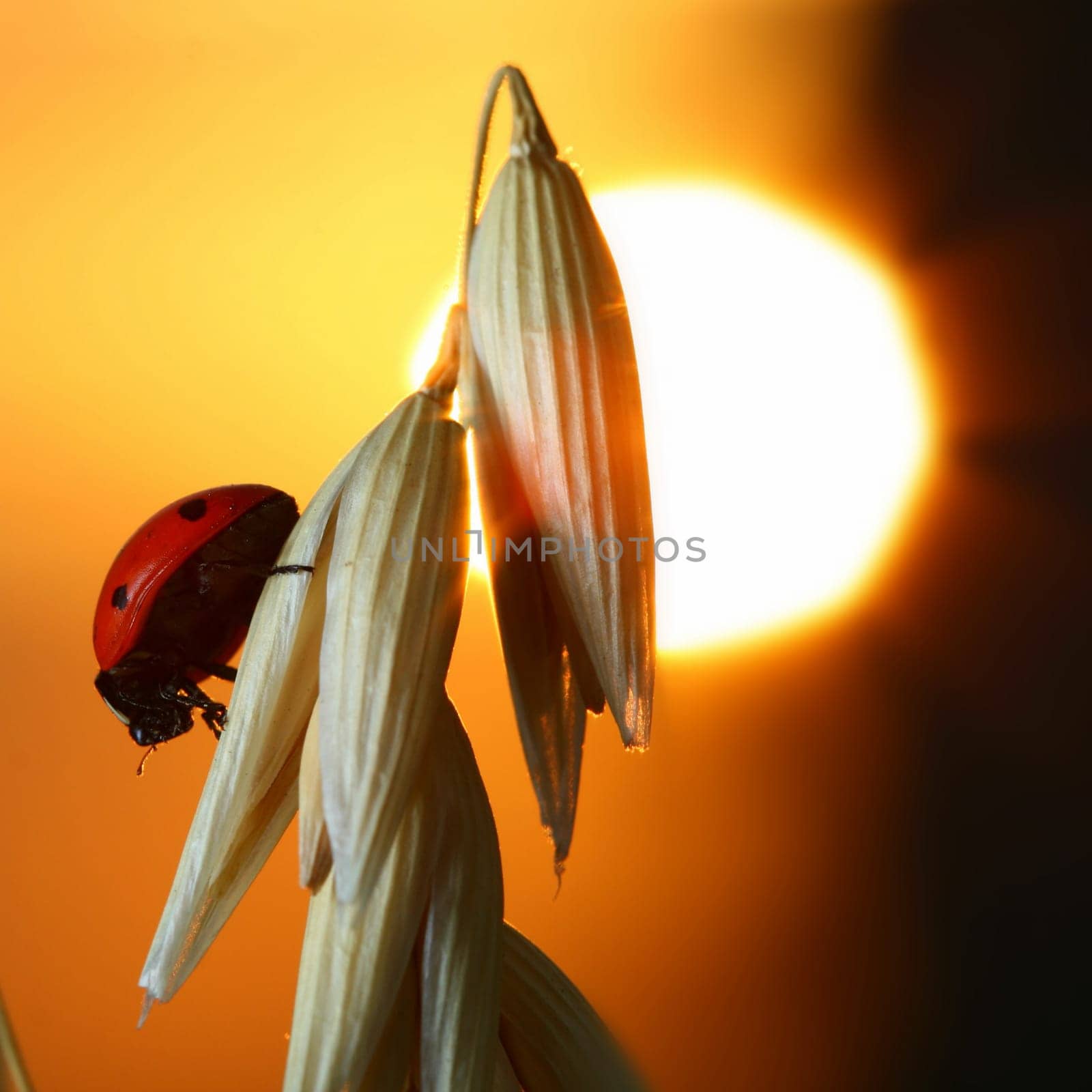 sunrise red ladybug on wheat