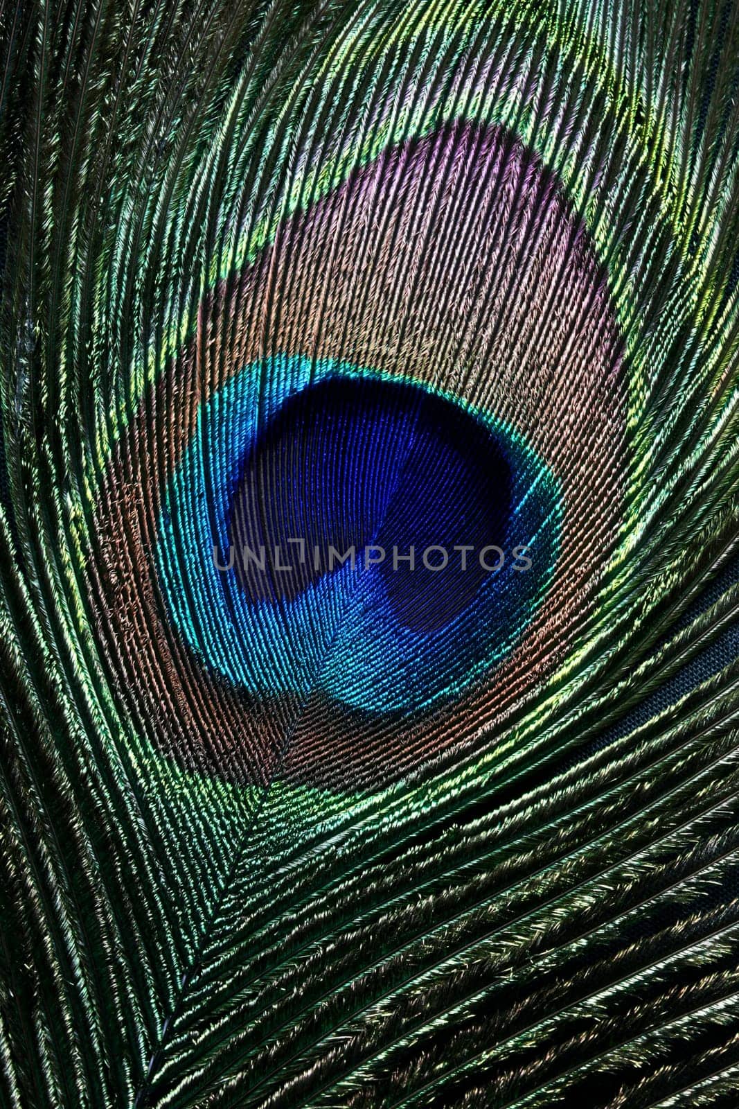 beautiful peacock feather eye bue green macro