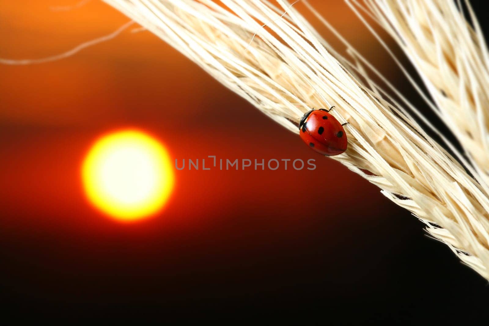 sunrise red ladybug on wheat