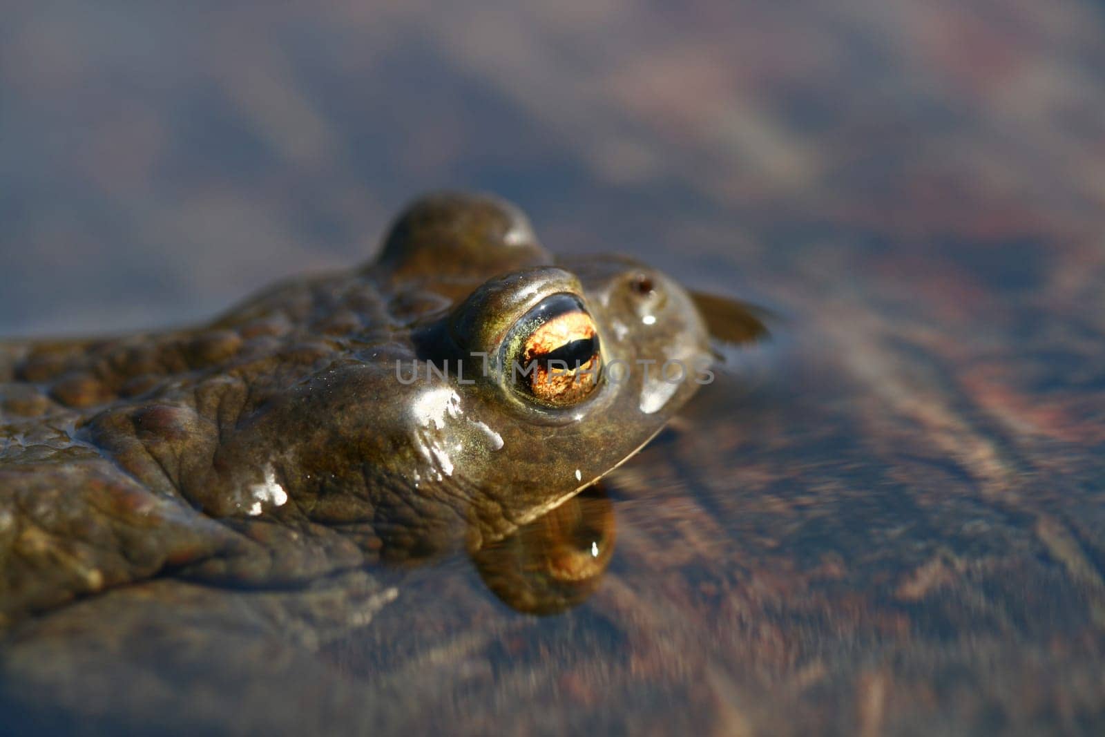 brown funny toad in water