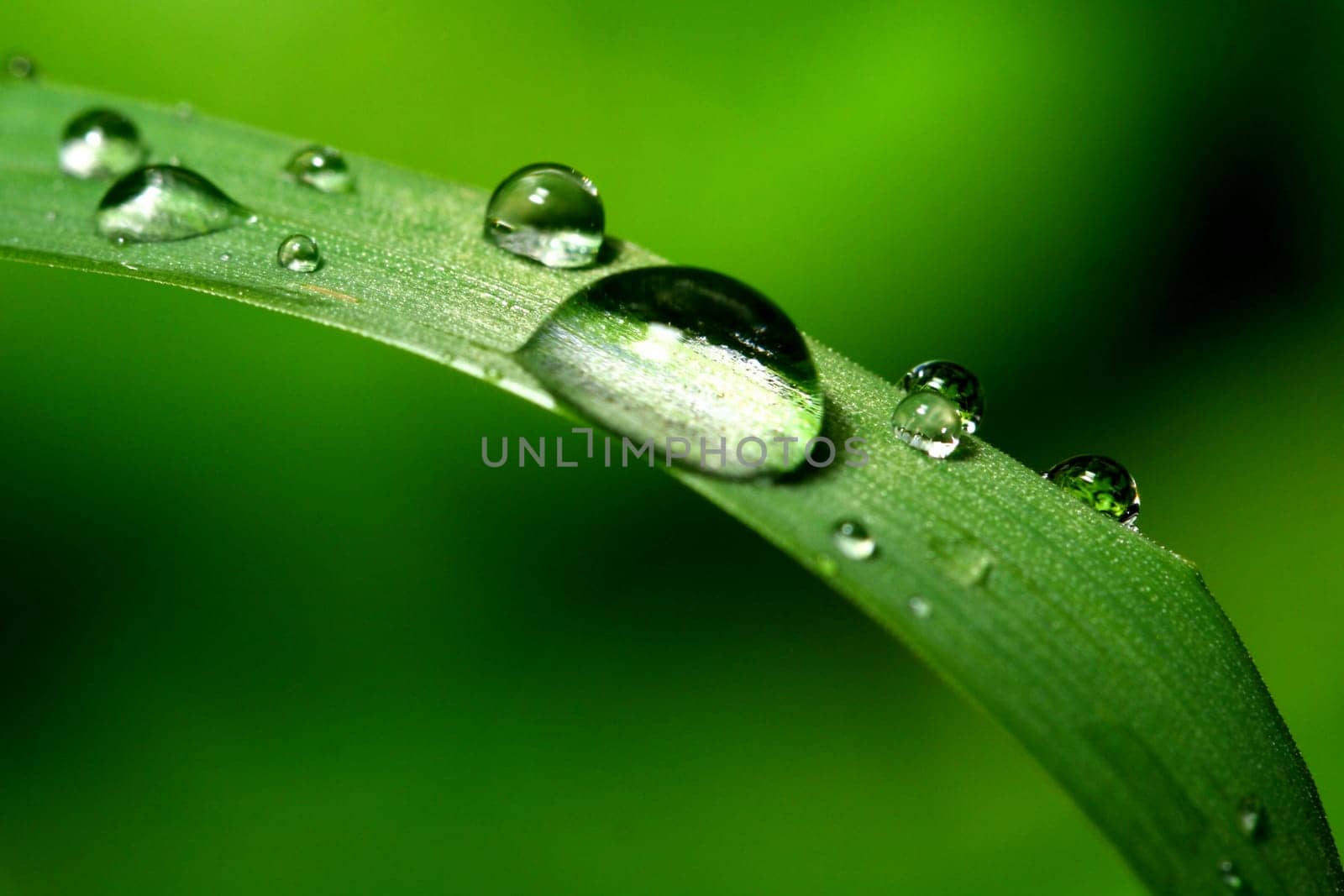 natural waterdrop on green leaf macro