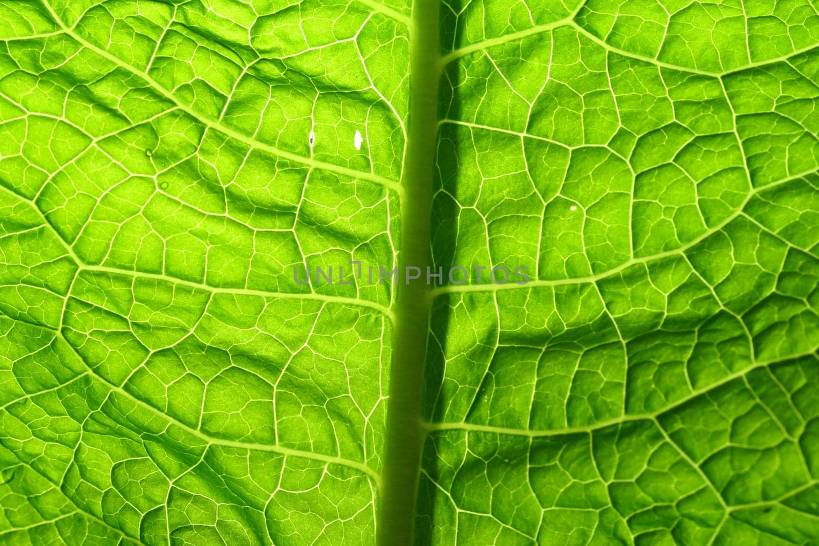 summer green leaf macro close up