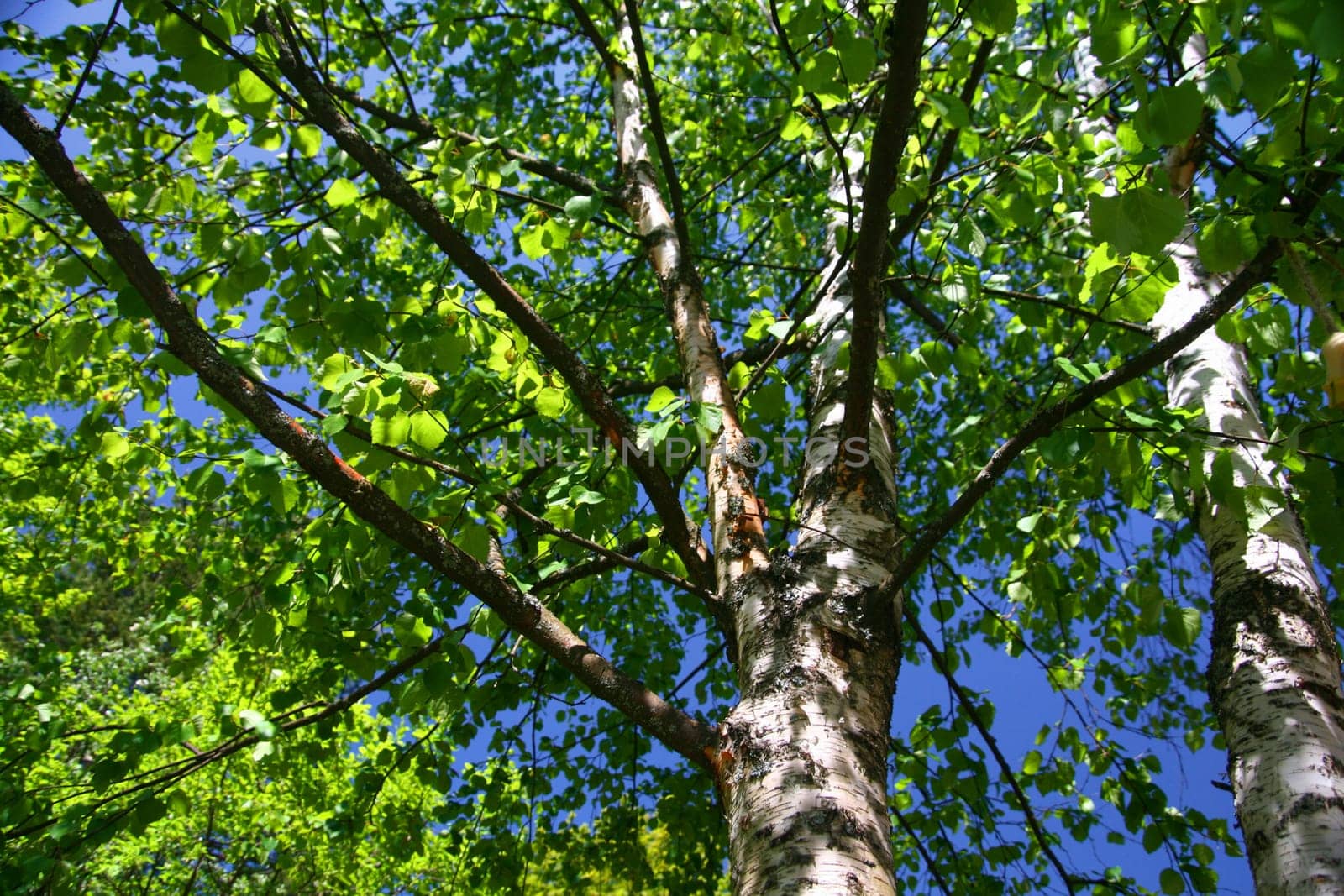 green leaf beautiful nature background