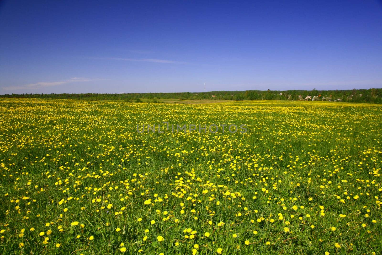 dandelion landscape under blue sky