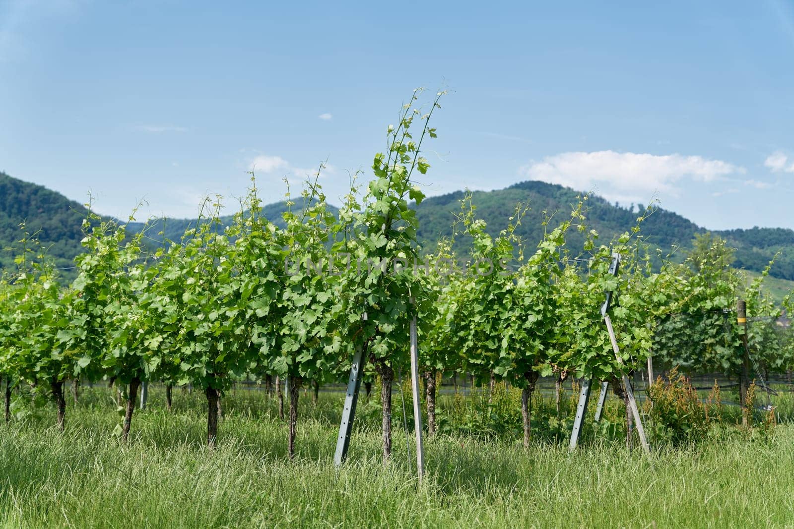 Vines with the grape variety gruener Veltliner in the village Duernstein in the landscape Wachau in Austria
