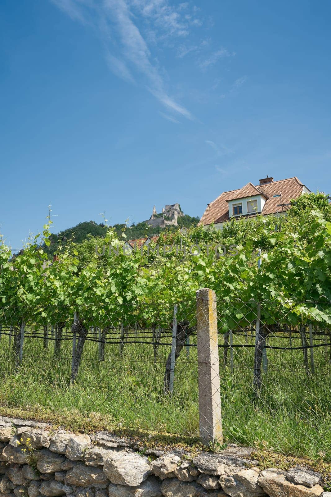 Vines with the grape variety gruener Veltliner in the village Duernstein in the landscape Wachau in Austria