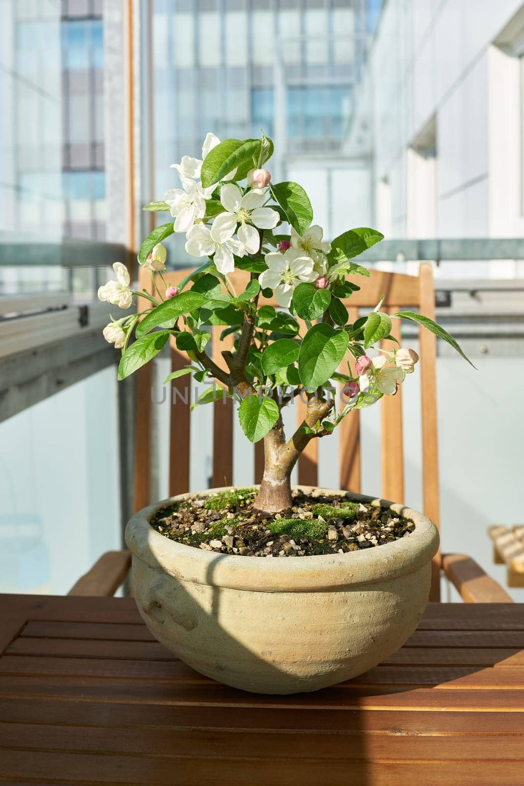 Apple tree Malus Evereste as a bonsai during flowering in April on a balcony
