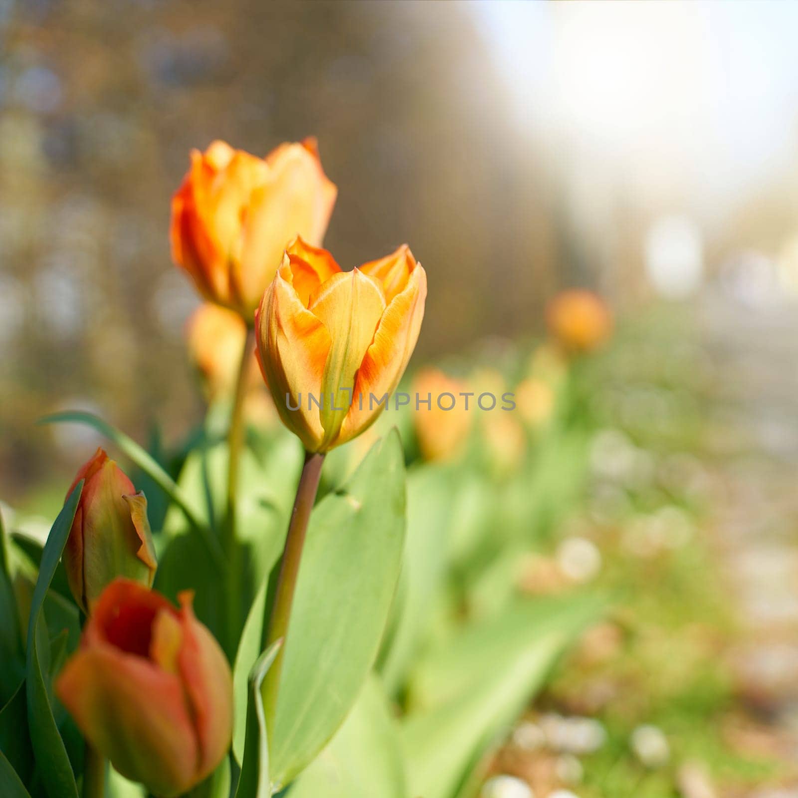 blooming tulips on warm sunny spring day in garden